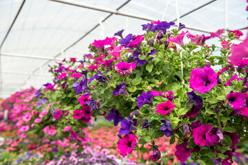 Production and cultivation different flowers in pot on shelves in hothouse