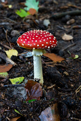 Champignon amanite en foret