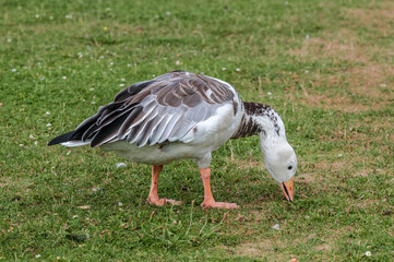Blue Goose (Anser caerulescens) in park, Keil, Schleswig-Holstein, Germany