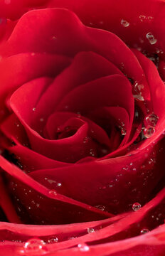 Red rose with droplets