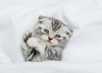 Cute tabby kitten lying under warm blanket on a white bed at home. Top down view