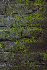 
mossy wall