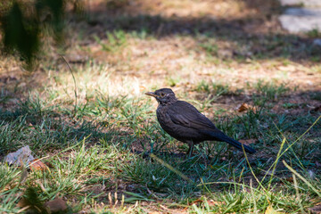 Young male Blackbird or Turdus merula