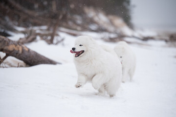 Samoyed white dog is running on snow beach in Latvia