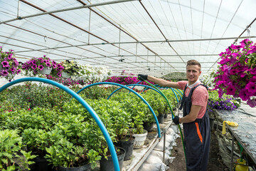 male florist watering every day colour flowers in his greenhouse