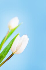 Delicate white tulips on a light blue background