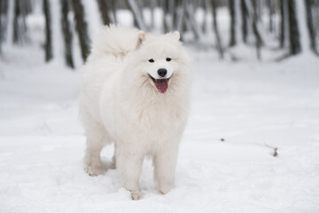 Samoyed white dog is sitting in the winter forest