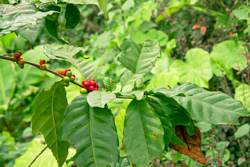 Coffee beans that are ready to be harvested.