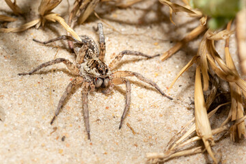 Australian Wolf Spider, hunting on the sand, Lake Bonney, South Australia. Common terrestrial spider. Shallow depth of field, macro detail.