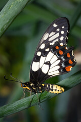 Dainty Swallowtail Butterfly that is endemic to Australia, Papilio anactus. Medium sized butterfly that is attracted to citrus trees.