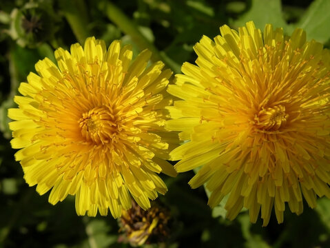Taraxacum campylodes G.E. Haglund. Blooming dandelion. Sun symbol. summer. Yellow. 