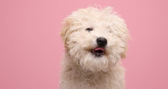 little caniche dog licking his nose, looking to his side and sniffing on pink background