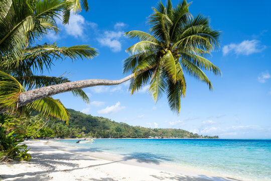 Palm tree at Matira Beach on Bora Bora, French Polynesia