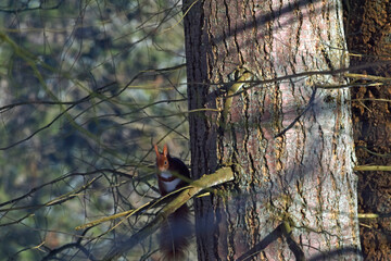 Eichhörnchen © Elke Hötzel