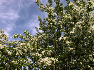 Malus domestica Borkh. Flowers of a wild apple tree. Spring. Bloom. Garden, sunny spring.