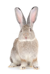 Gray rabbit isolated.