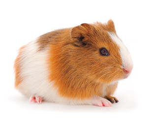 Guinea pig isolated.