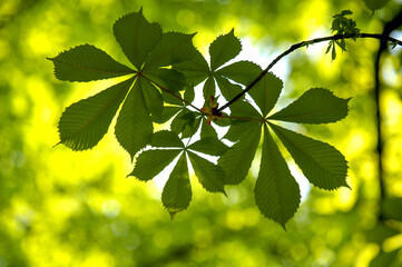Fototapeta premium Green Leaves with Blurry Branches in the Background