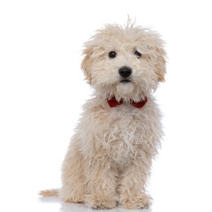 cute caniche dog wearing a red bowtie