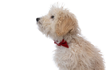 adorable caniche dog looking ahead and wearing a red bowtie