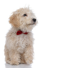 caniche dog looking away and dreaming about something