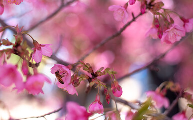 Spring, time for awakening of nature. Wonderful pink cherry blossoms make you admire such beauty.  Japan is especially famous for this - sakura blossoms  period. Amazing scent, little pink flowers.