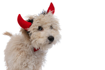 cute caniche dog wearing devil horns with bowtie