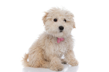 seated caniche dog looking at the camera