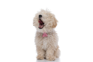 cute caniche dog yawning, wearing a pink bowtie