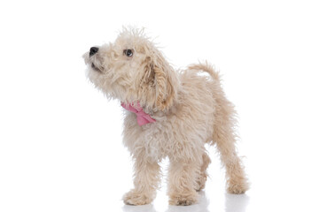 furry caniche dog looking up with humble eyes