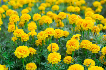 Field of yellow marigold flowers