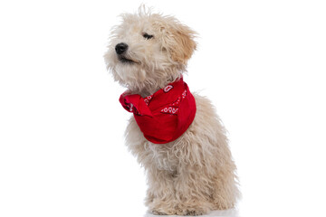 sweet caniche dog looking away, wearing a red bandana