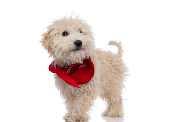 caniche dog standing one way and looking the other