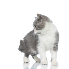 british shorthair cat is looking to her side