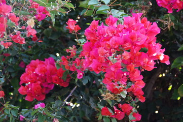 delicate red flowers bougainvillea of the bush close-up