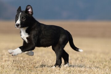 Border Collie puppy dog runs on the field