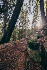 A close up of a tree a mountain
