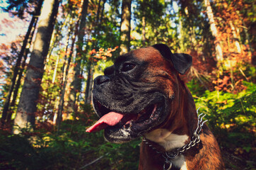 boxer dog in the forest