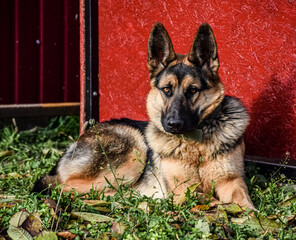 East evropean shepherd dog lying on green grass