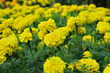 Field of yellow marigold flowers