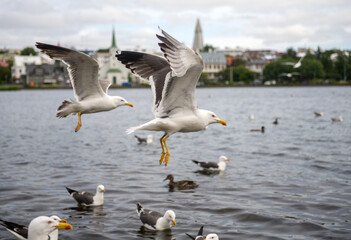 a flock of gulls in Reykjavik. Iceland