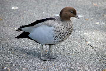 the Australian wood duck is walking on a path