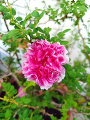 pink rose