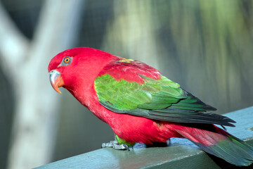 the chattering lory is perched on a fence