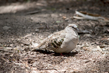 the common bronze wing pigeon is common in South Australia