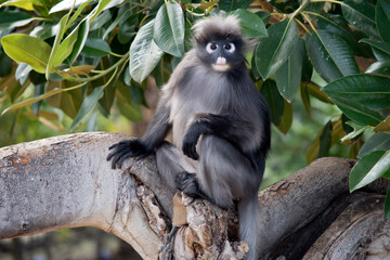 the dusky leaf monkey is sitting on a tree branch