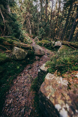 A close up of a rock next to a forest