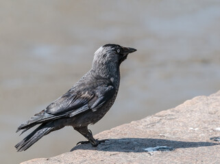 Western Jackdaw (Corvus monedula) in park, Husum, Schleswig-Holstein, Germany