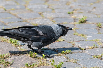 Western Jackdaw (Corvus monedula) in park, Husum, Schleswig-Holstein, Germany