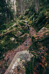 A close up of a rock next to a forest